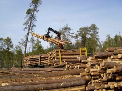 Валим, пилим, режем – нюансы открытия собственной пилорамы. Бесплатный лес на строительство дома: как получить древесину от государства Документы для получения древесины для строительства