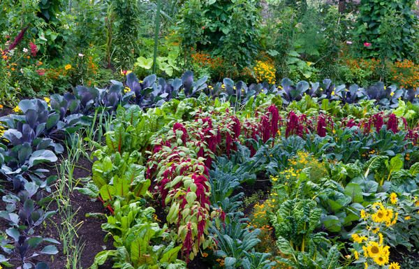 Как сделать огород красивым на своем участке