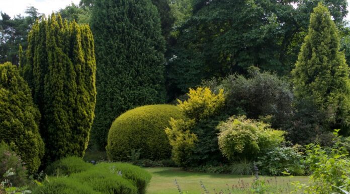 Когда лучше заказывать кустарники и деревья в магазинах: в зависимости от местности, что посадить в мае