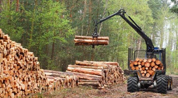 Какая древесина используется в промышленности