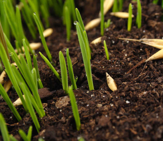 Керамзит в гидропонных системах: как использовать субстрат