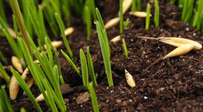 Керамзит в гидропонных системах: как использовать субстрат