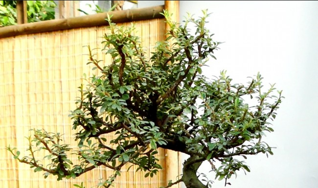 Особенности горшка для бонсай