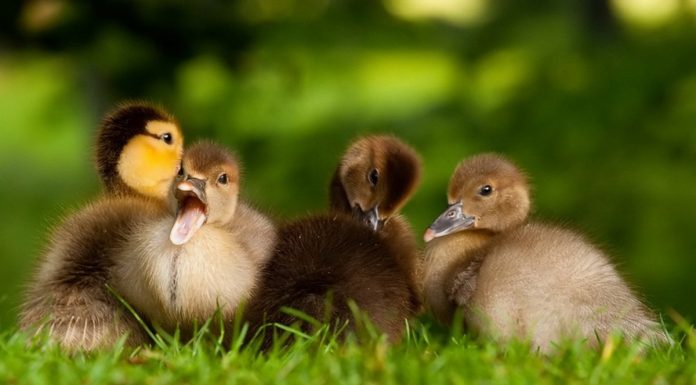 Как выбрать инкубатор для небольшого хозяйства