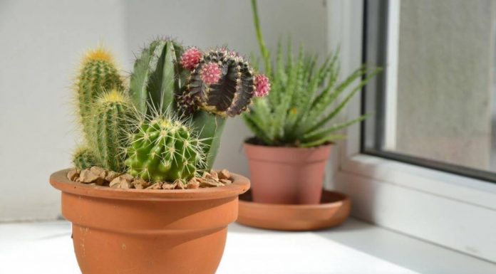 Посадка кактусов — как ухаживать за его семенами?