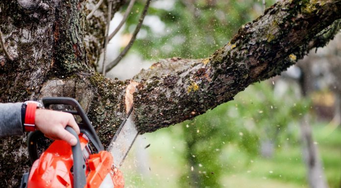 Услуги обрезки деревьев от компании LiWood