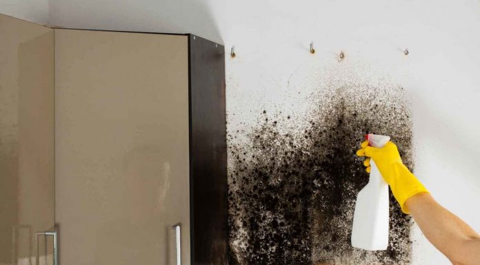 Как удалить плесень дома навсегда
