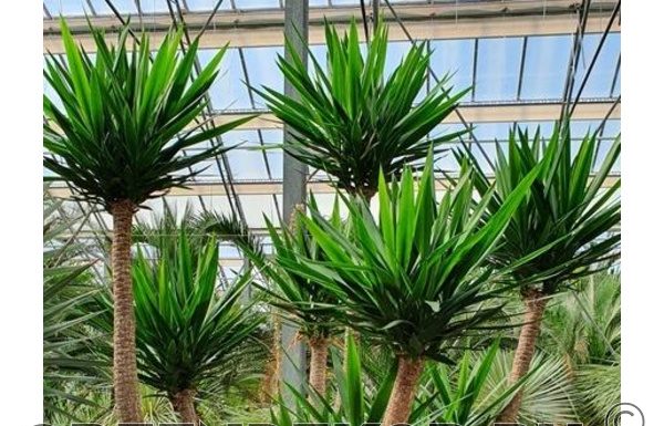 Юкка: как правильно выбрать и ухаживать за этим растением?