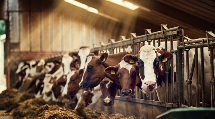 Кормовые добавки в рационе КРС как ключ к здоровью животных