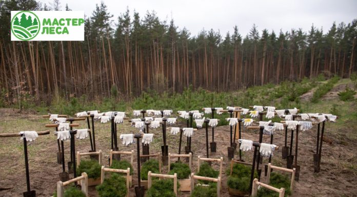 Инвестирование в компенсационное лесовосстановление как часть экологической ответственности бизнеса