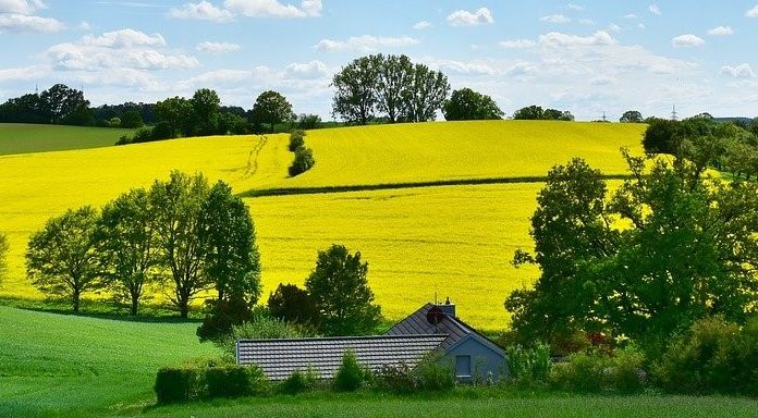 Вредители озимого рапса: виды и способы борьбы
