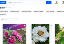Как ухаживать за древовидным пионом: полное руководство