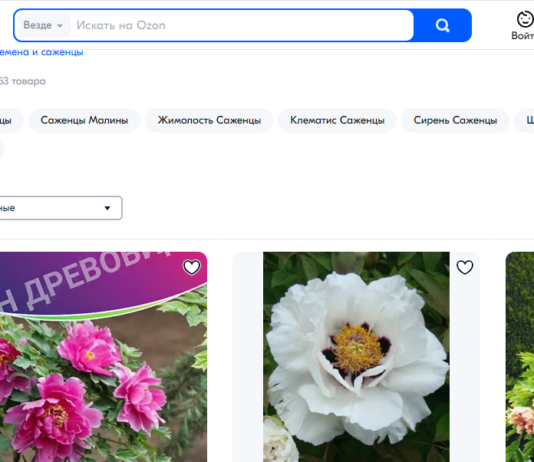 Как ухаживать за древовидным пионом: полное руководство