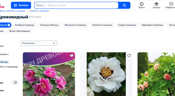 Как ухаживать за древовидным пионом: полное руководство