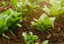 Садовый арсенал: когда правильные инструменты решают всё