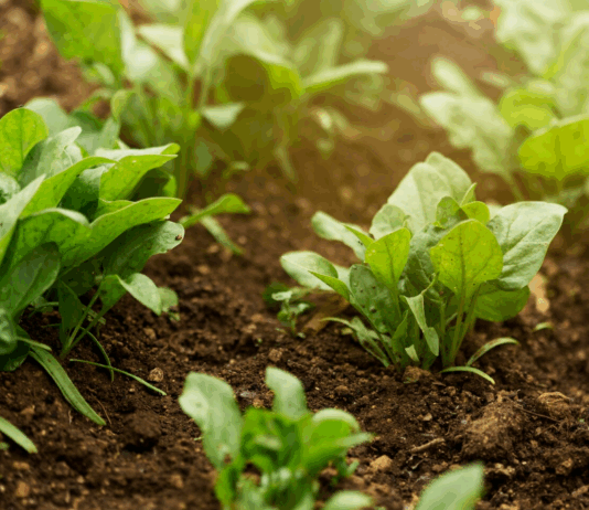 Садовый арсенал: когда правильные инструменты решают всё