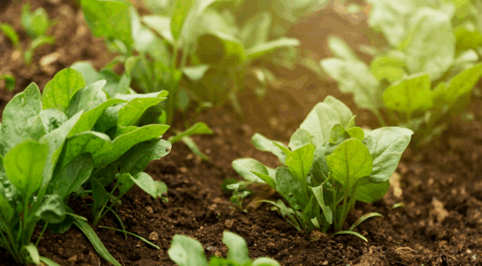 Садовый арсенал: когда правильные инструменты решают всё